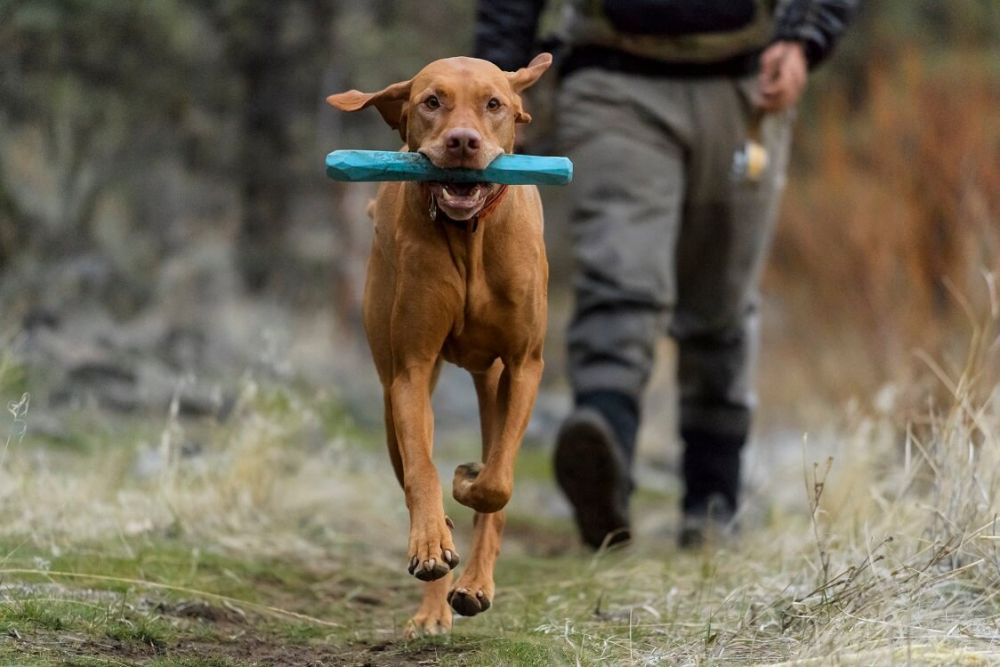 Ruffwear, Gnawt-a-Stick - Image 3
